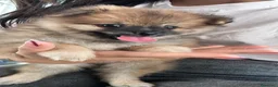 Spitz cani in vendita: Spitz maschietto cerca famiglia  a Provincia di Foggia - Annuncio 6