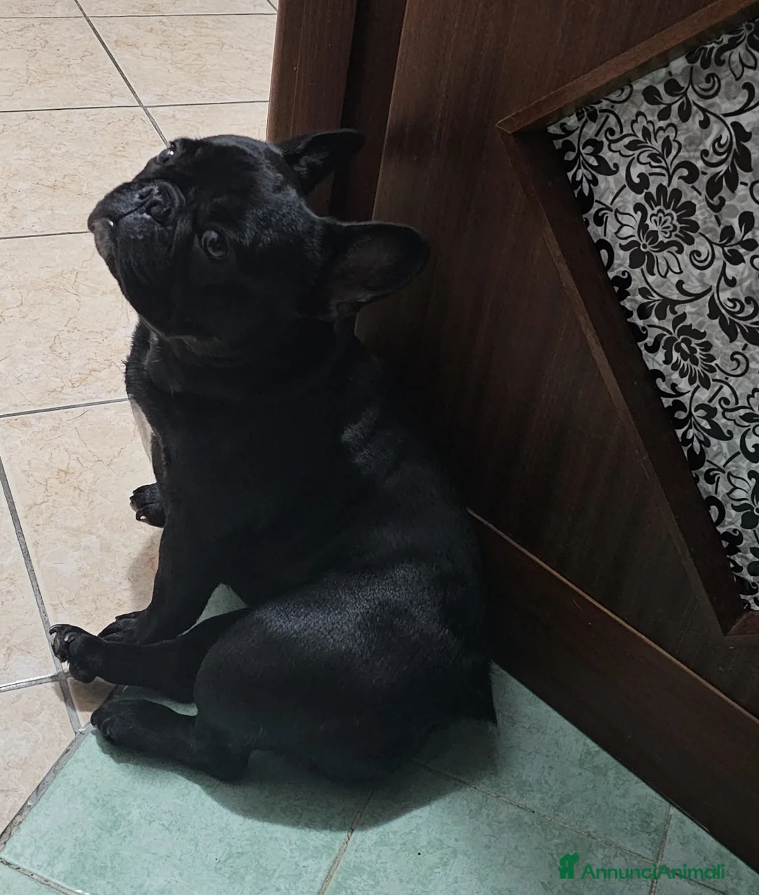 Bulldog Francese cani in vendita: Cucciolo disponibile - Annuncio 2
