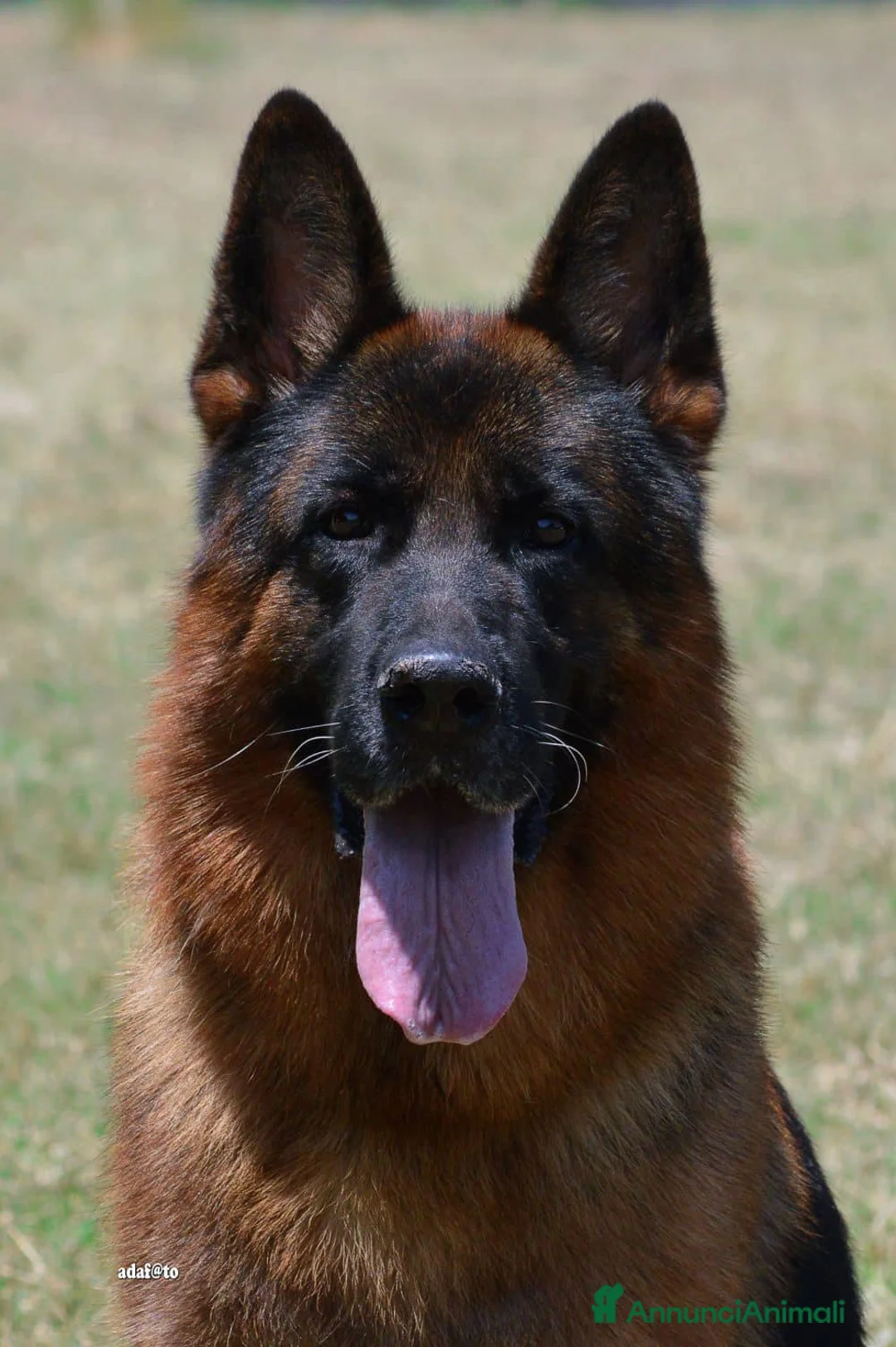 Pastore Tedesco cani in vendita: Cuccioli di pastore tedesco allevamento ENCI a Provincia di Cosenza - Annuncio 5