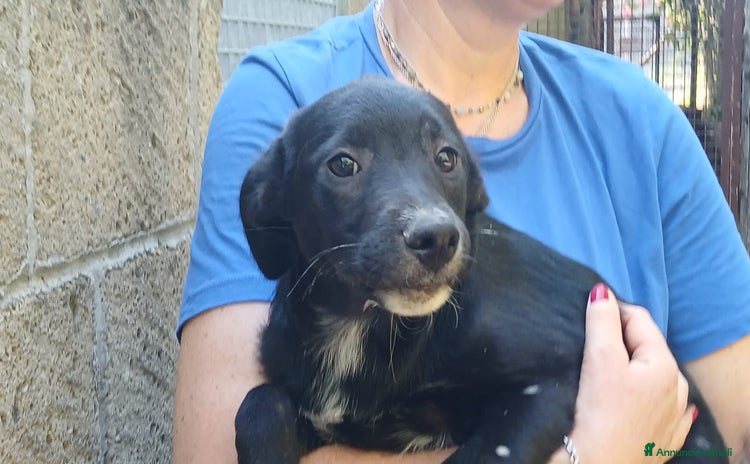 Meticcio cani a Città metropolitana di Roma Capitale - Annuncio 10