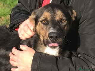 Meticcio cani Alfred, occhi dolci e cuore grande a Provincia di Latina - Annuncio 39