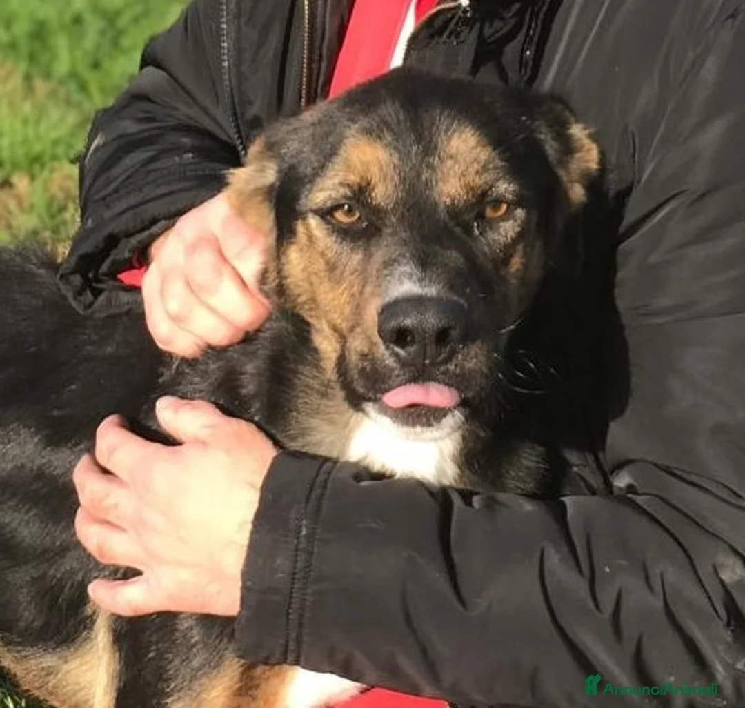 Meticcio cani in regalo: Alfred, occhi dolci e cuore grande a Provincia di Latina - Annuncio 1