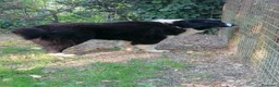 Terranova cani in regalo: Boris, Terranova in Canile  - Annuncio 6