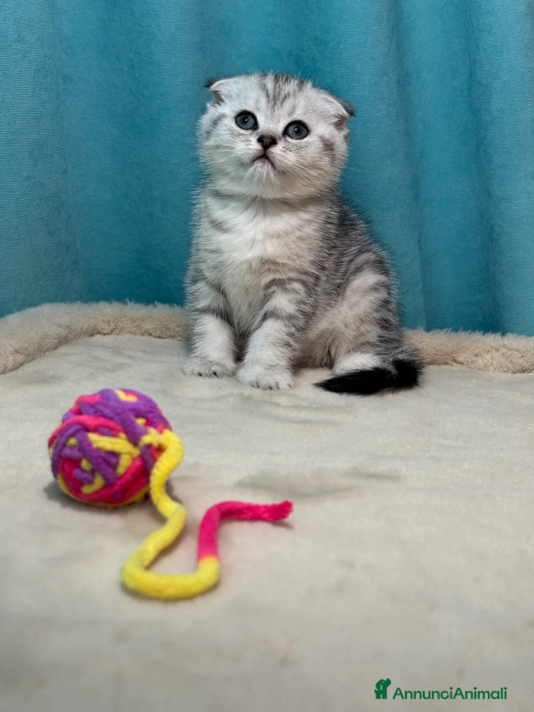 Scottish gatti in vendita: Gatti Scotish Fold e Straight - Annuncio 2