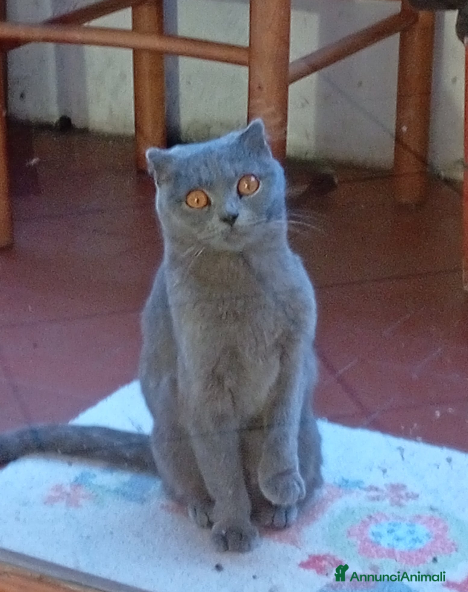 Scottish gatti Do in adozione bellissima gattina Scotish fold Blu - Annuncio 2