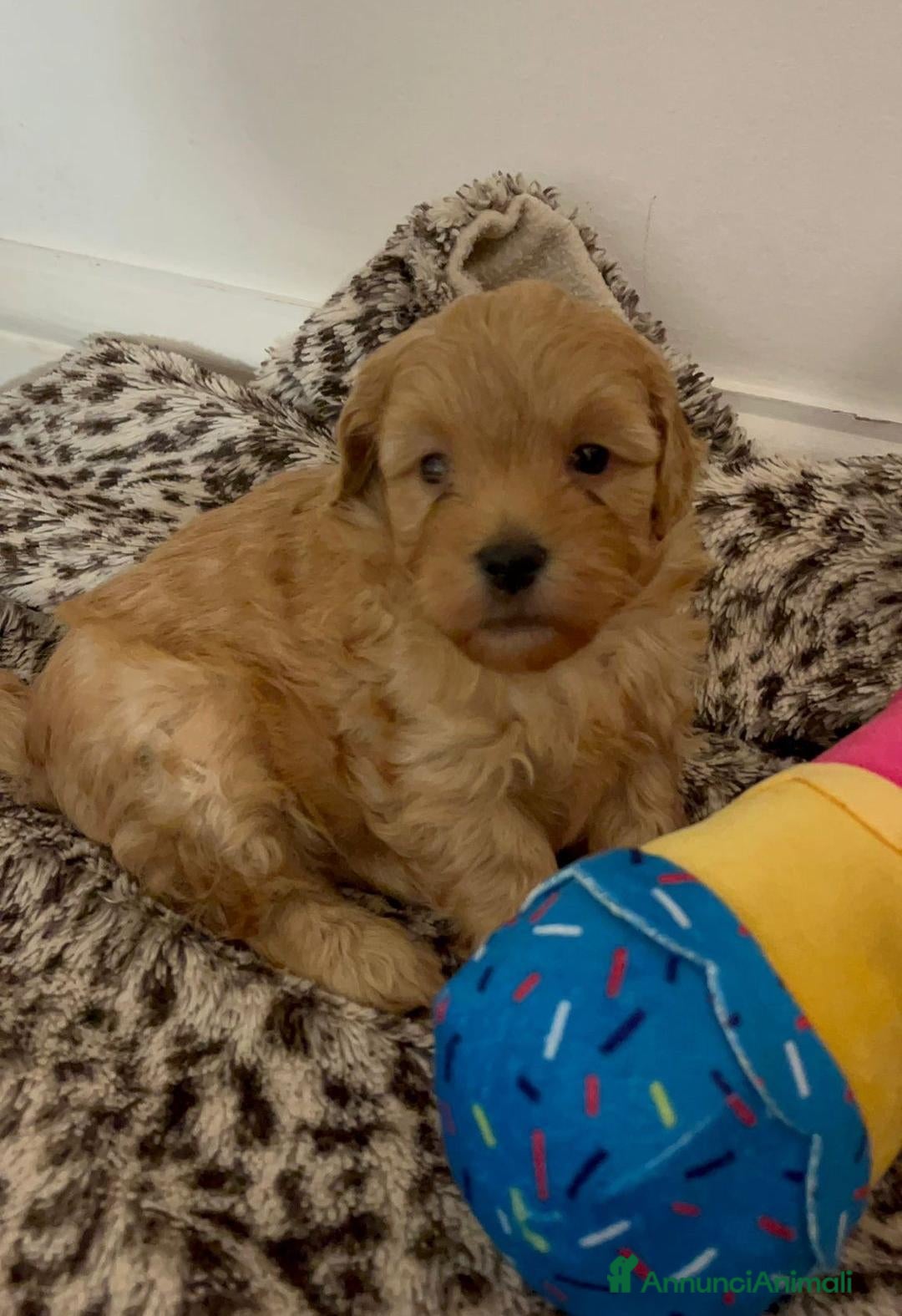 Meticcio cani in vendita: Adorabili cuccioli di Maltipoo - Annuncio 8