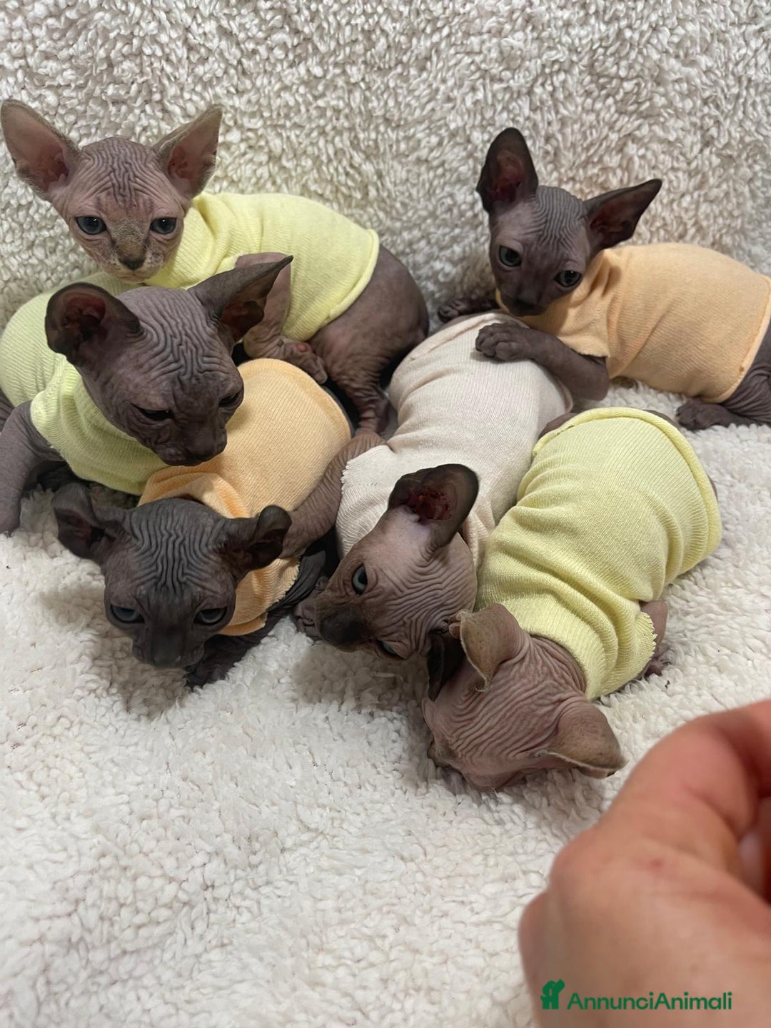 Sphynx gatti in vendita: Cuccioli di gatto shynx a Città metropolitana di Roma Capitale - Immagine 3