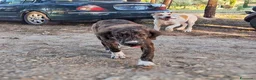 Meticcio cani in regalo: MORTADELLA 🩷 dolcezza da scoprire piano a Provincia di Bergamo - Annuncio 4