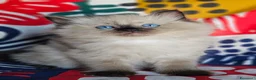 Ragdoll gatti in vendita: Meravigliosa cucciolata Ragdoll  - Annuncio 1
