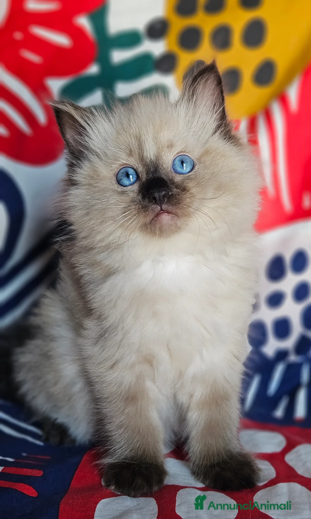 Ragdoll gatti in vendita: Meravigliosa cucciolata Ragdoll  - Annuncio 1