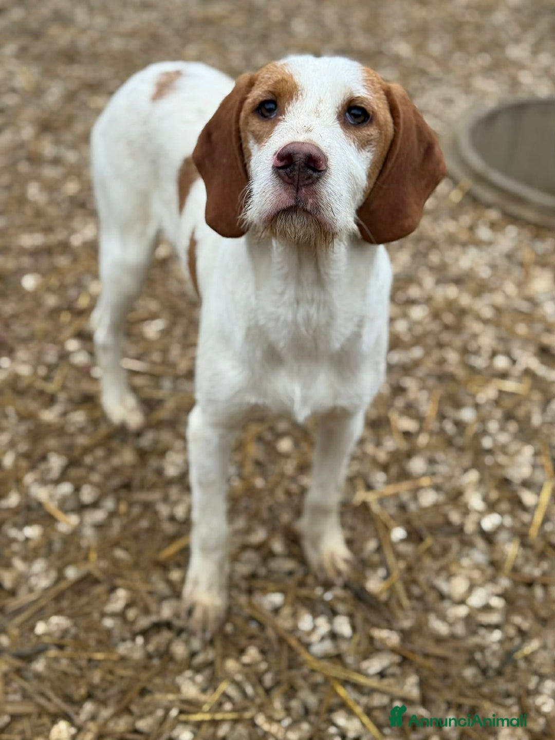 Meticcio cani in regalo: LEON, dolcissimo cucciolone baffuto! Cerca casa - Annuncio 4