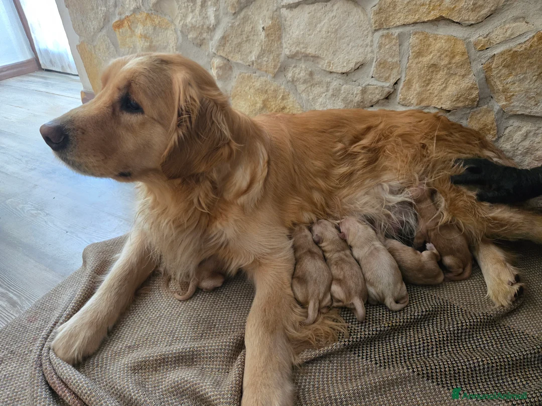 Golden Retriever cani in vendita: Cuccioli di golden retriever con pedigree - Annuncio 2