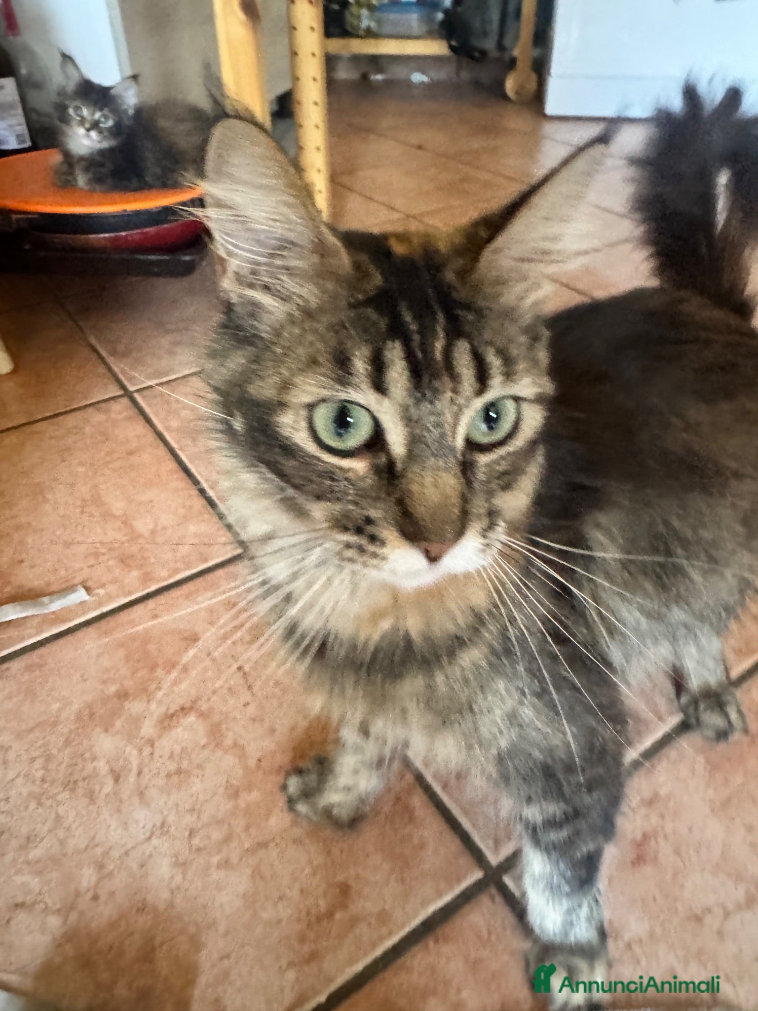 Maine Coon gatti Cucciola Maine coon shaded pedigree tre rate - Annuncio 2