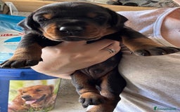 Dobermann cani in vendita: Cuccioli dobermann  a Provincia di Brindisi - Immagine 2