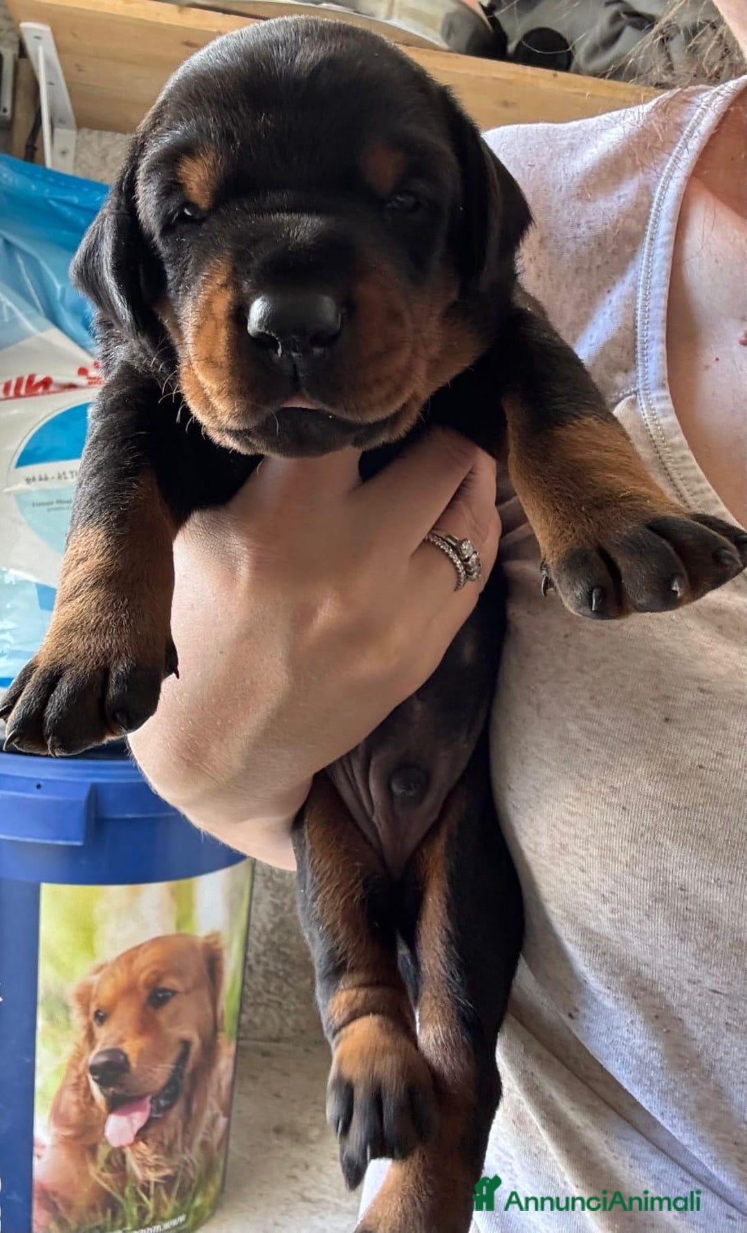 Dobermann cani in vendita: Cuccioli dobermann  a Provincia di Brindisi - Immagine 2