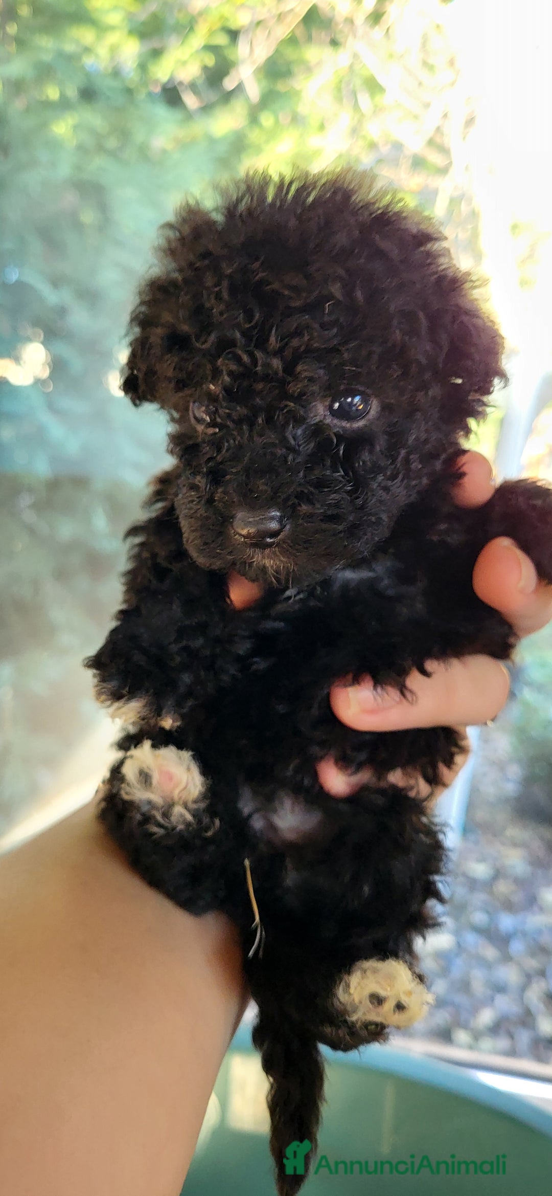 Barboncino cani in vendita: Cuccioli di Barboncino nano  - Annuncio 1