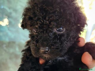 Barboncino cani Cuccioli di Barboncino nano - Annuncio 9