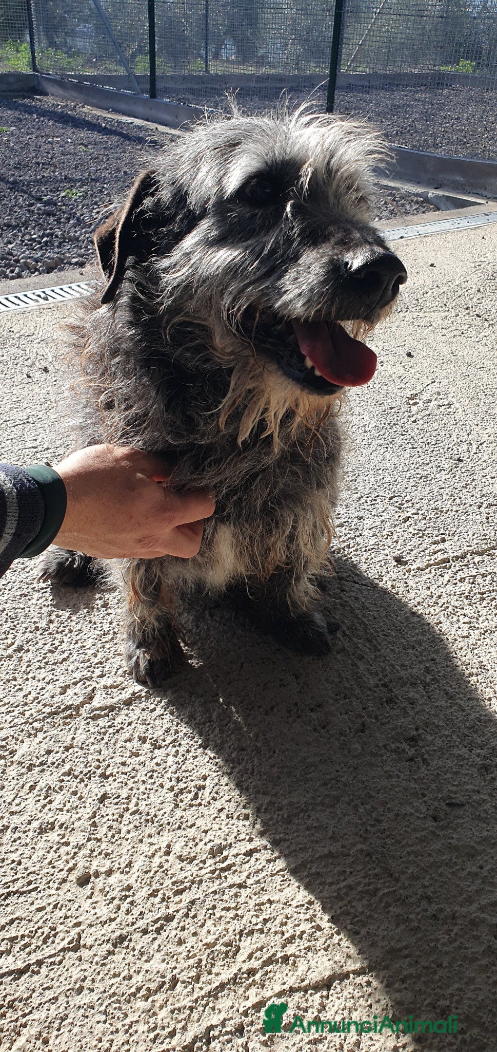 Schnauzer cani Billy, Schnauzer in Canile - Annuncio 1