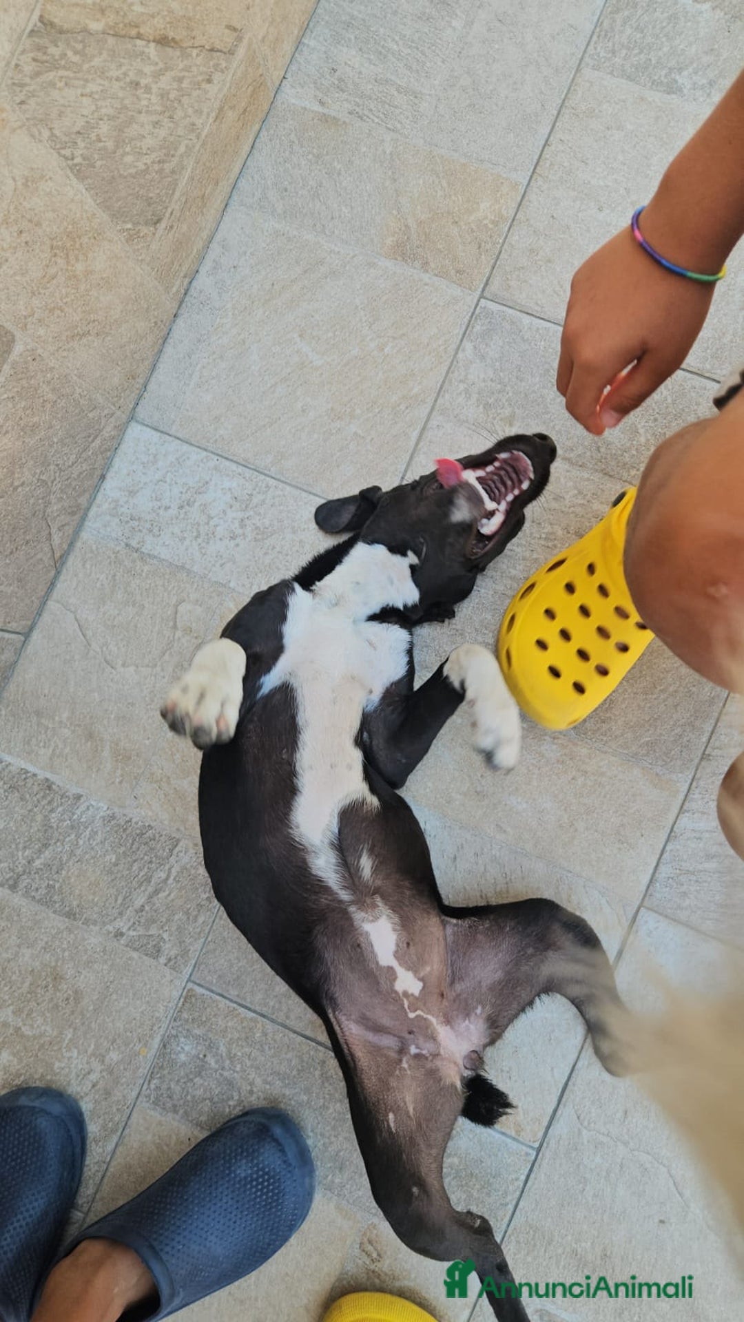 Meticcio cani in regalo: Beatrice: cucciolotta taglia contenuta socievole  a Città Metropolitana di Genova - Immagine 6