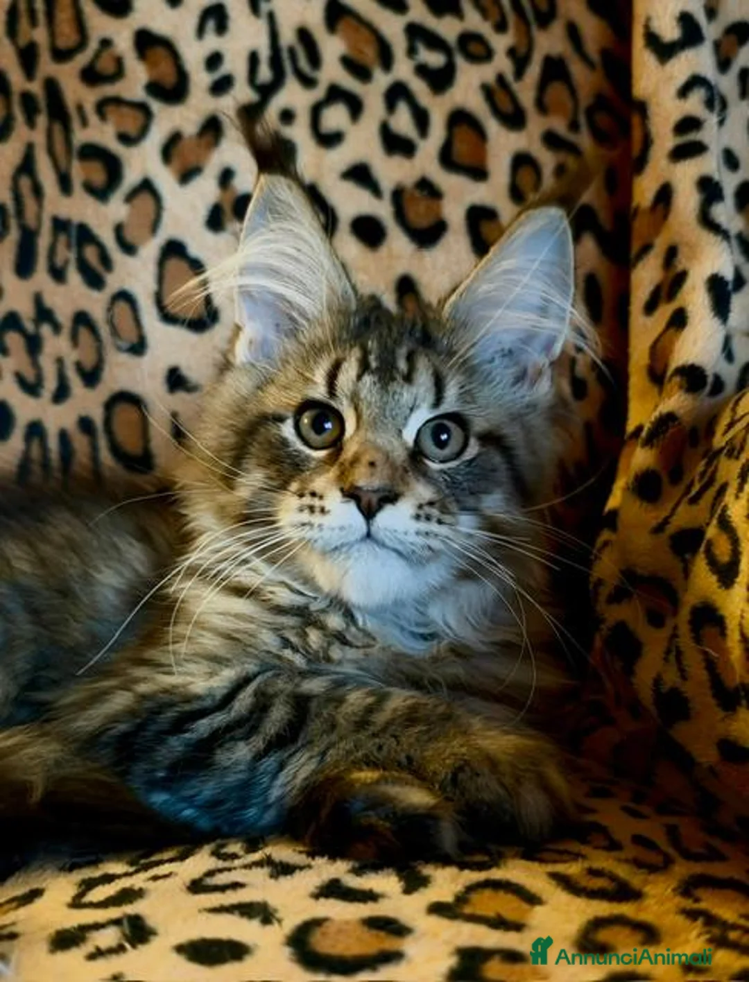 Maine Coon gatti in vendita: Splendidi cuccioli di Maine Coon - Annuncio 7