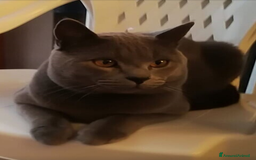 Certosino gatti in vendita: STALLONO GATTO CERTOSINO X MONTA - Immagine 9