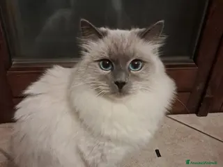 Siberiano gatti Cuccioli simil siberiani neva - Annuncio 11