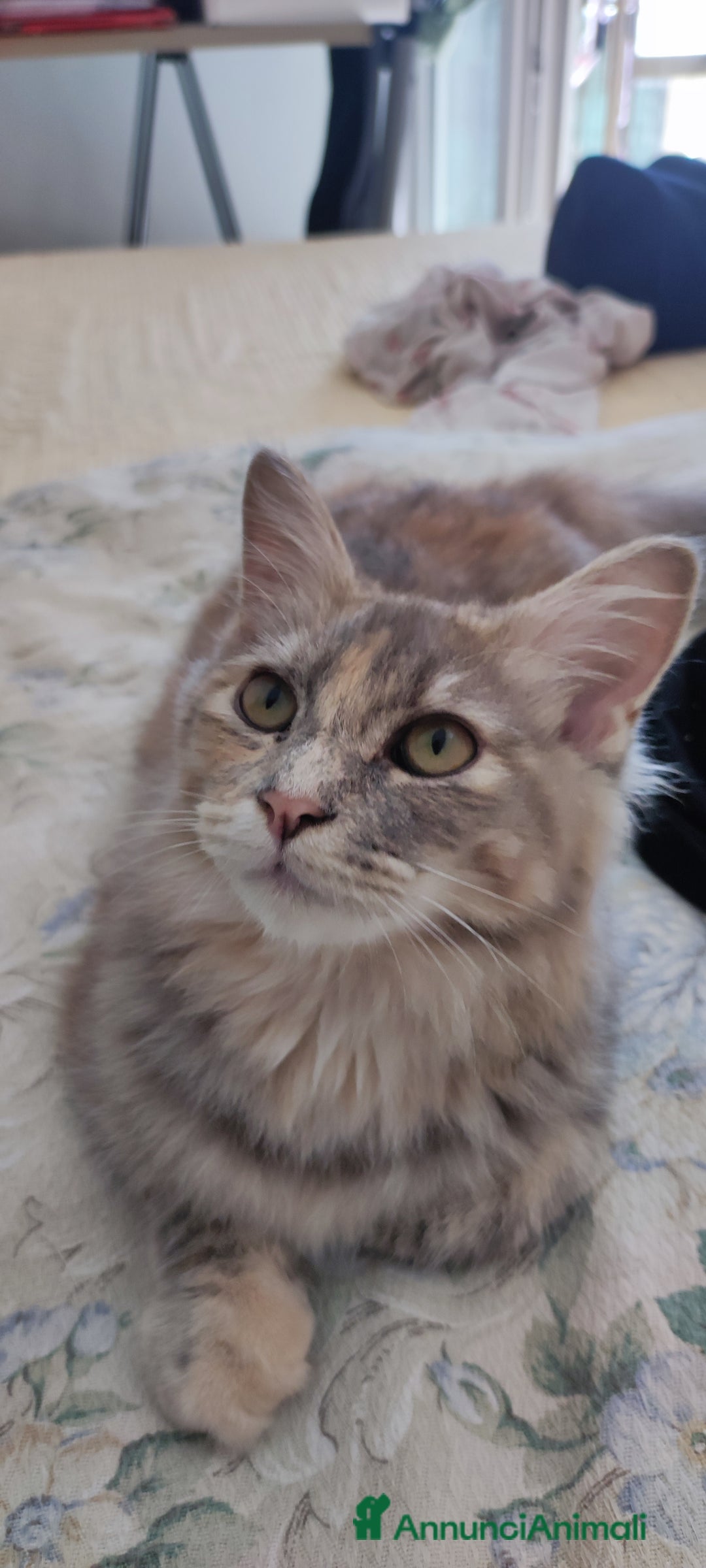 Norvegese gatti in vendita: Norvegese nero e calico - Annuncio 2