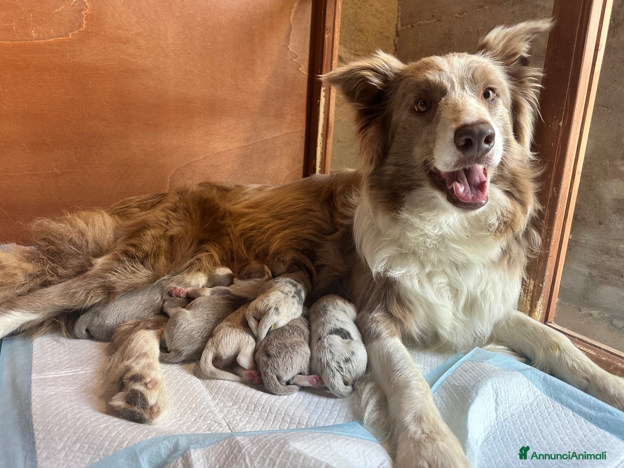 Border Collie cani Border collie - Annuncio 1