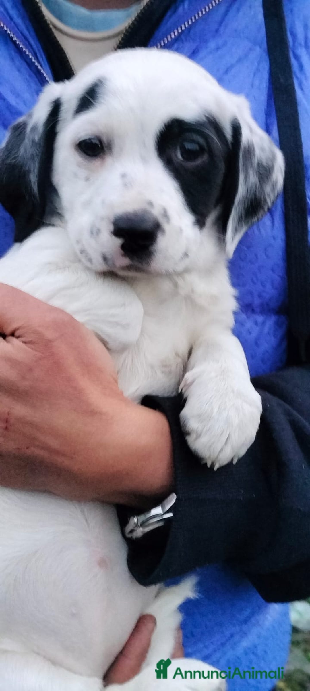 Meticcio cani in regalo: ALISIA - Annuncio 6