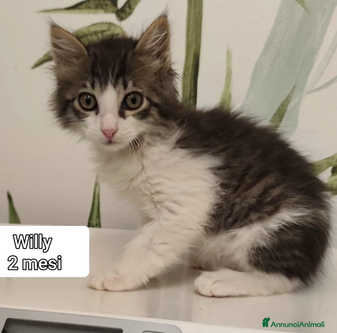 Europeo gatti in regalo: GATTINI SOLI ED ESCLUSI a Città Metropolitana di Genova - Annuncio 1