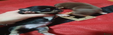 Chihuahua Cucciolo 1