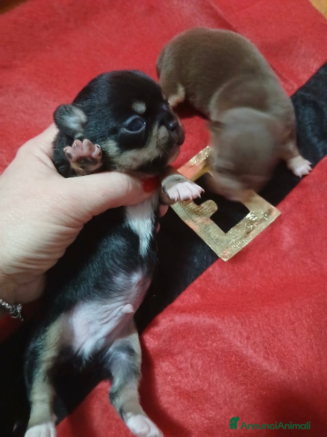 Chihuahua cani in vendita: Chihuahua pedigree Enci  - Annuncio 2