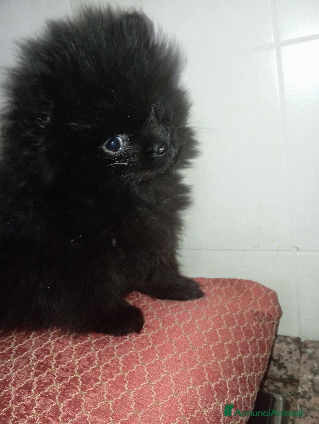 Volpino Pomerania cani in vendita: CUCCIOLA DI POMERANIA  - Annuncio 5