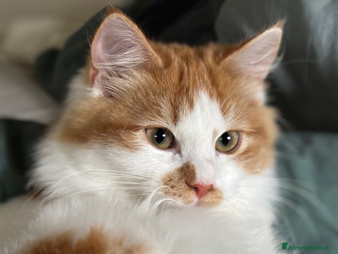 Siberiano gatti in vendita: Alma, bellissima gattina siberiana ipoallergenica - Annuncio 6