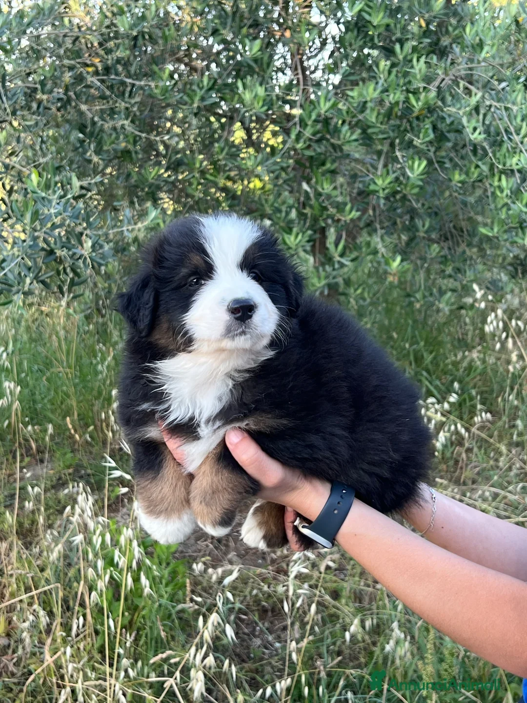 Australian Shepherd cani in vendita: Cuccioli di Pastore Australiano  a Provincia di Forlì-Cesena - Annuncio 2