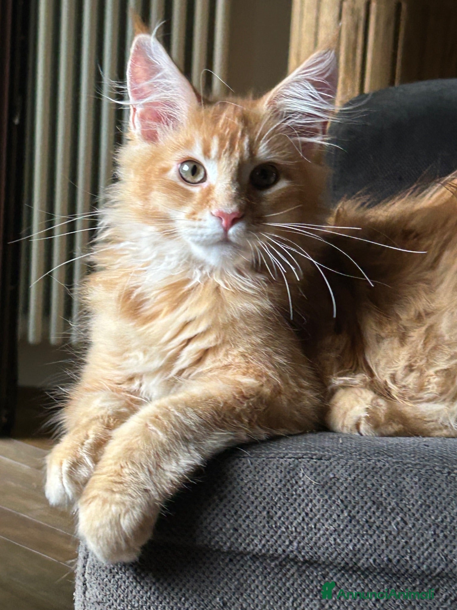 Maine Coon gatti Maine Coon  - Annuncio 2