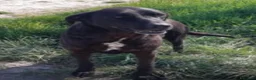 Meticcio cani in regalo: Franz dolcissimo simil labrador cioccolato a Provincia di Piacenza - Annuncio 1