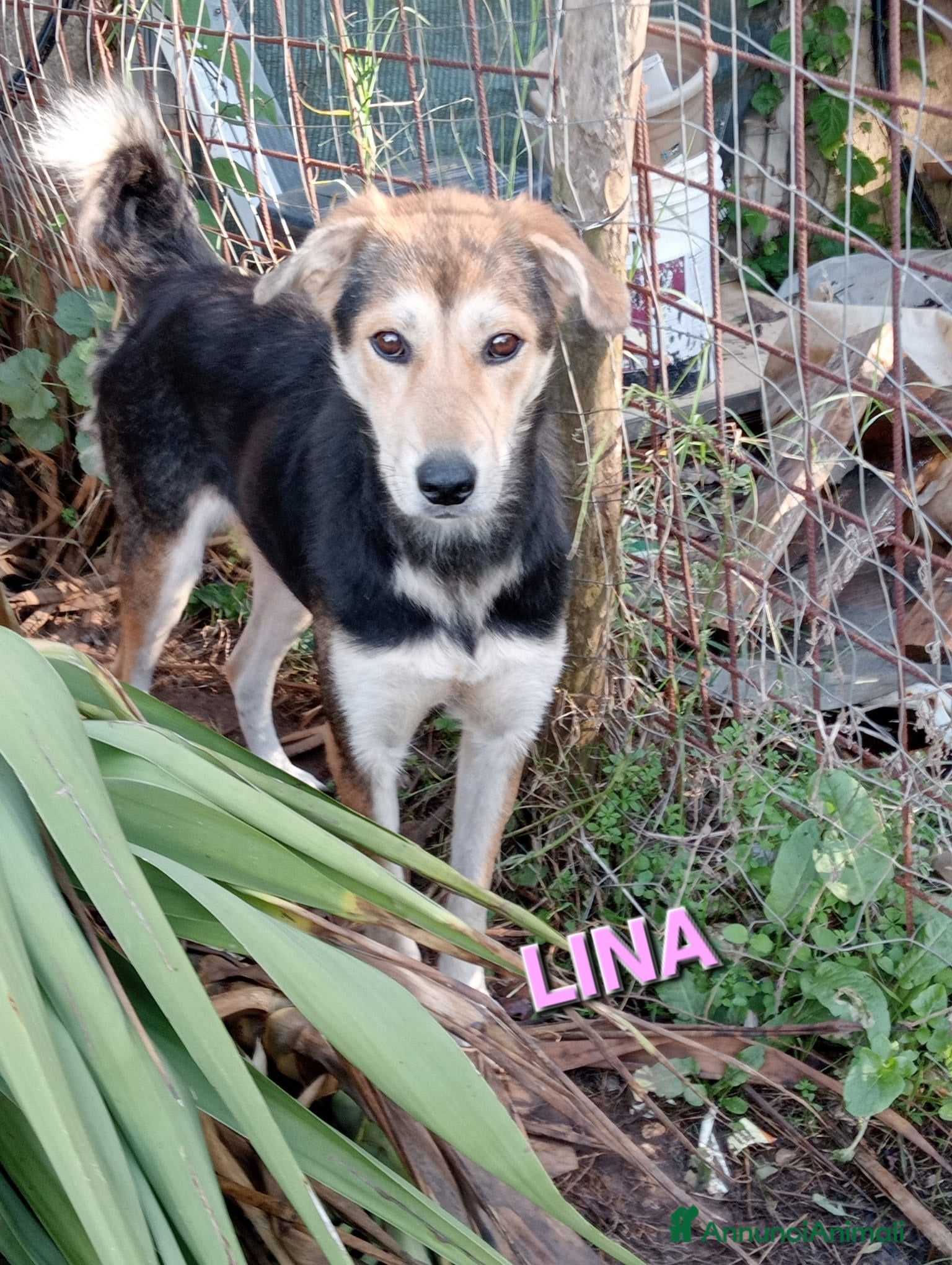 Meticcio cani UNA FAMIGLIA PER LINA - Annuncio 36
