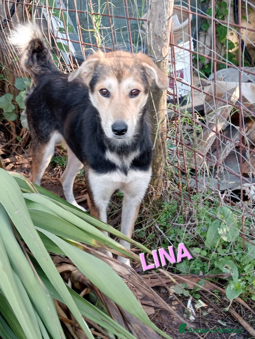 Meticcio cani in regalo: UNA FAMIGLIA PER LINA - Annuncio 1