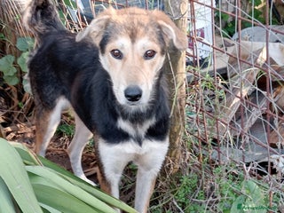 Meticcio cani UNA FAMIGLIA PER LINA - Annuncio 1