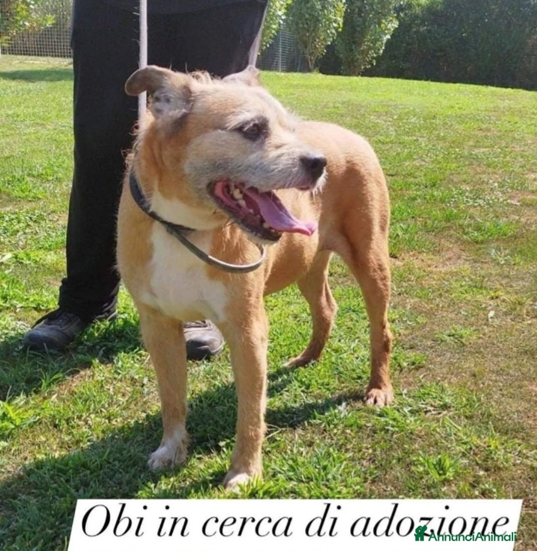 Meticcio cani in regalo: 10anni tg media rimasto solo 1anno fa..PAVIA SOS  a Città metropolitana di Milano - Annuncio 3