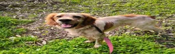 Setter Inglese cani in regalo: Bijou cerca casa 🏡 - Annuncio 11