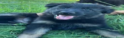 Pastore Tedesco cani in vendita: Cuccioli Pastore Tedesco linea da lavoro - Annuncio 2