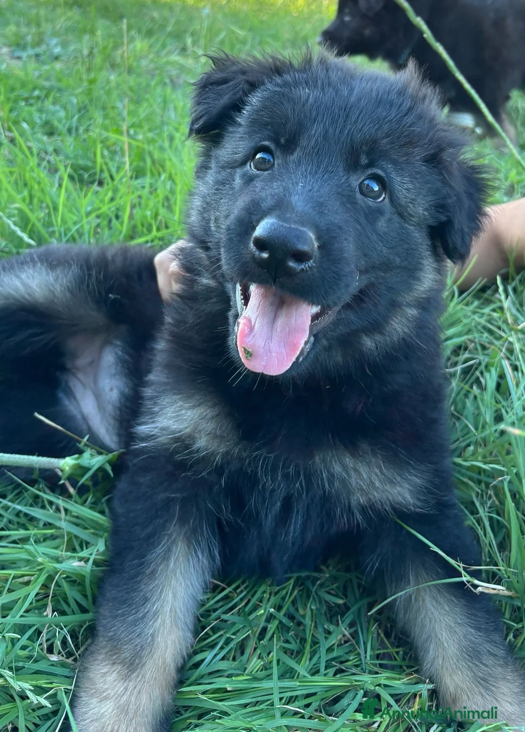 Pastore Tedesco cani in vendita: Cuccioli Pastore Tedesco linea da lavoro - Annuncio 2