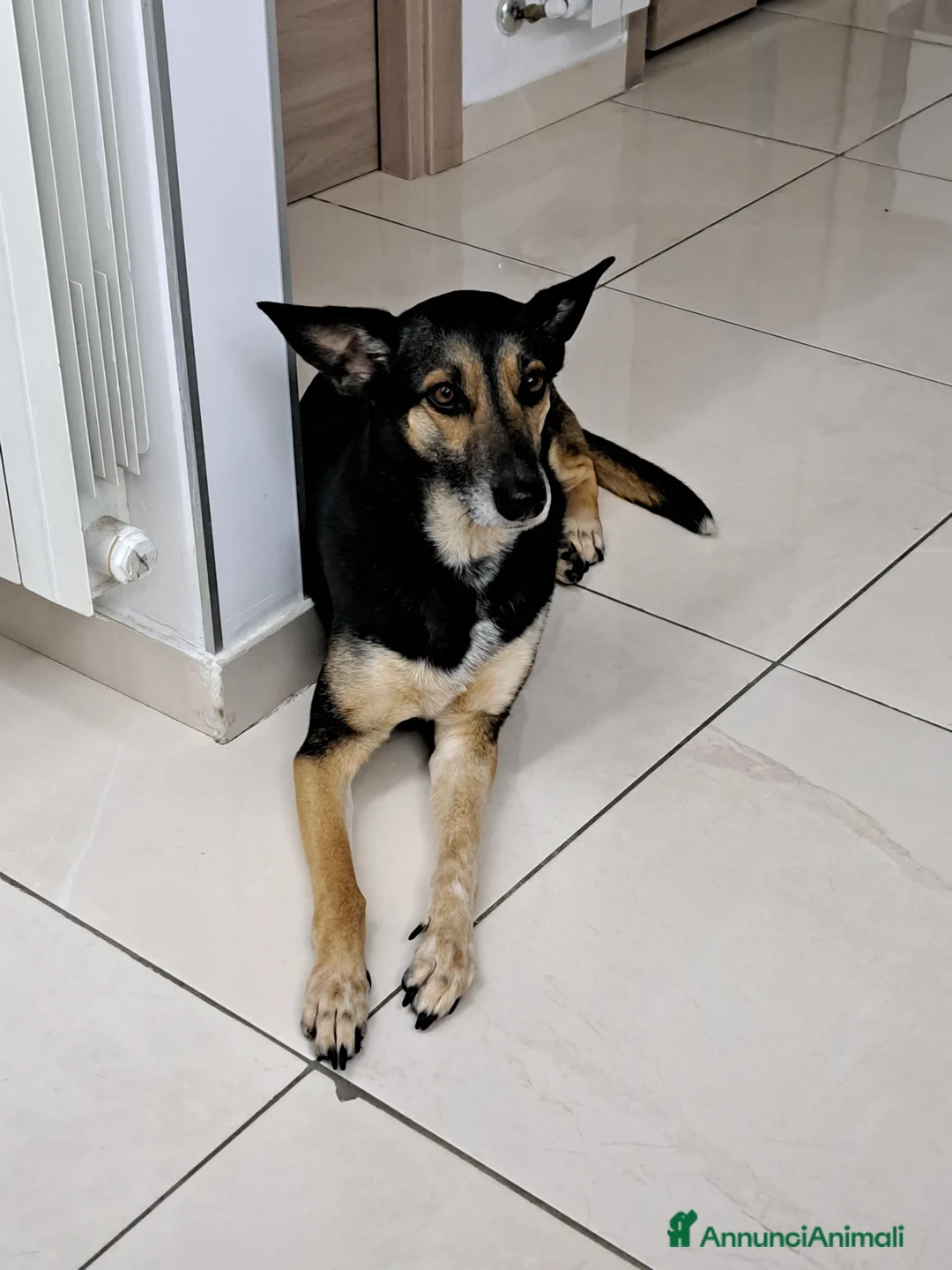 Meticcio cani in regalo: SOLO PERSONE DAVVERO INTERESSATE - Annuncio 3