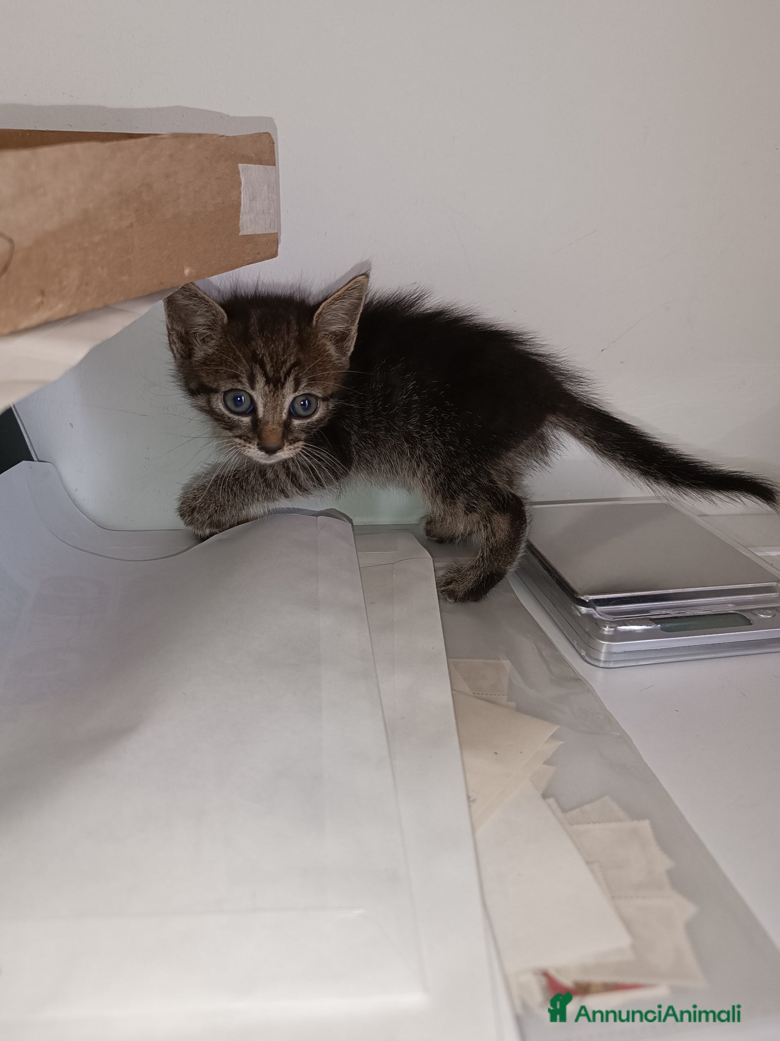 Europeo gatti Gattina svezzata, usa la lettiera - Annuncio 1