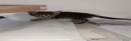 Europeo gatti in vendita: Gattina svezzata, usa la lettiera - Annuncio 1