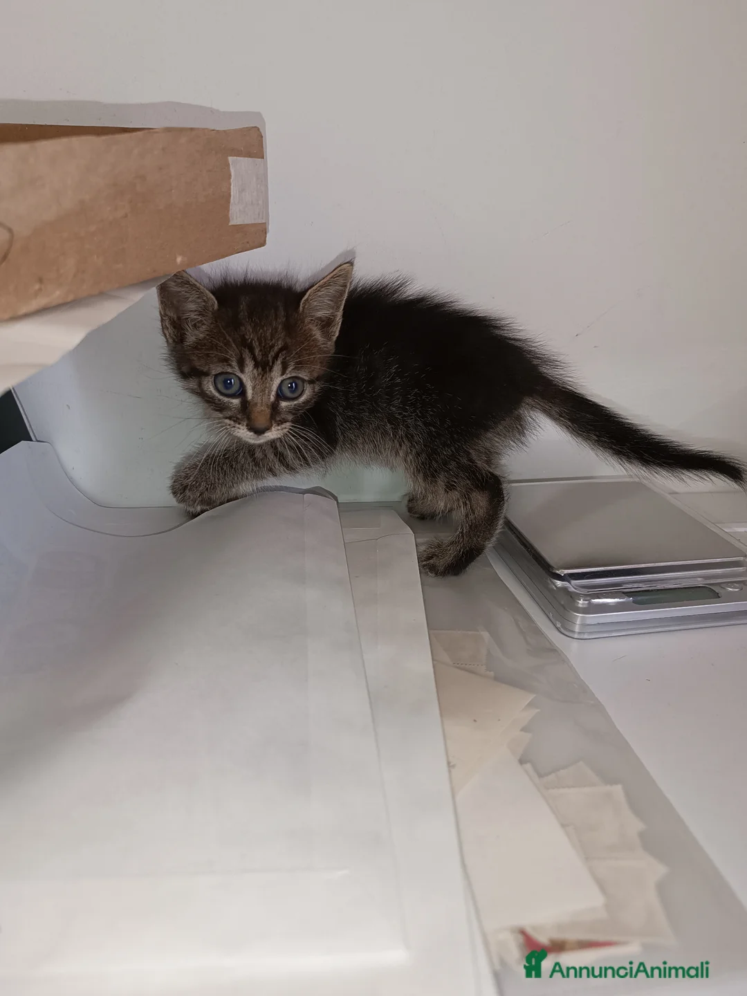 Europeo gatti in vendita: Gattina svezzata, usa la lettiera - Annuncio 1