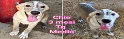 Meticcio cani in regalo: TENERI CUCCIOLI IN CERCA D'AMORE  a Provincia di Modena - Annuncio 6