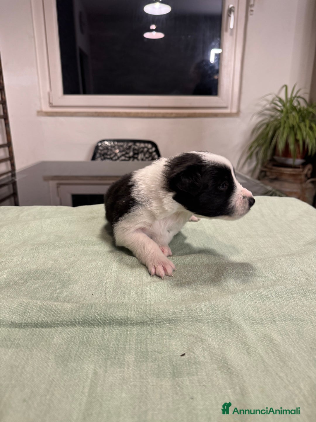 Border Collie cani in vendita: Bordei collie  - Annuncio 8